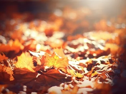 Autumn Leaves