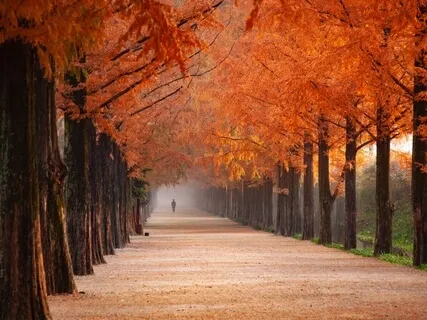 Autumn Letting Go Healing Practice