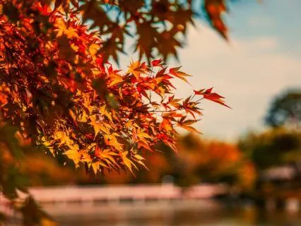 Autumn Love | Peaceful Inner Space | 15 Minutes