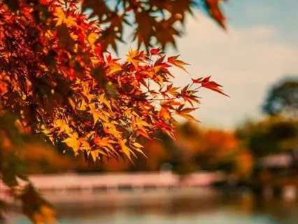 Autumn Love | Peaceful Inner Space | 30 Minutes