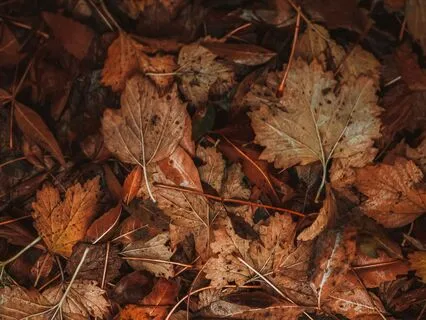 Autumn Meditation And Reflections