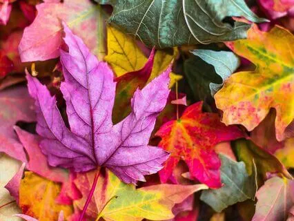 Autumn Meditation For Freedom & Release