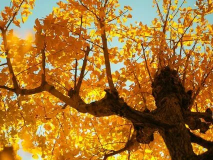 Autumn Meditation For Letting Go And Finding Balance