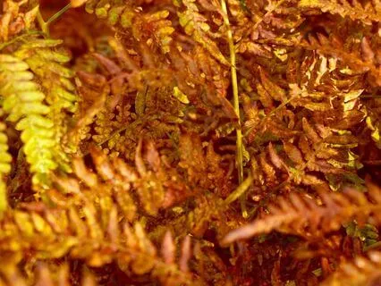 Autumn Meditation: Letting Go And Welcoming Change