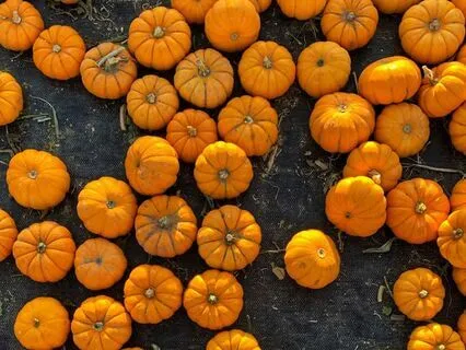 Pumpkin Spice Chocolate (Autumn Meditation)