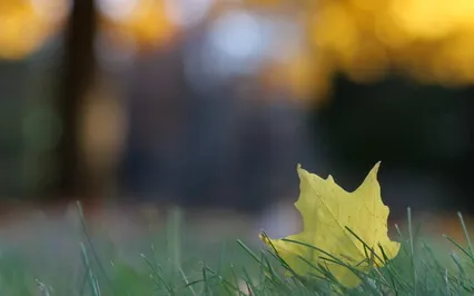 Autumn Meditation Release