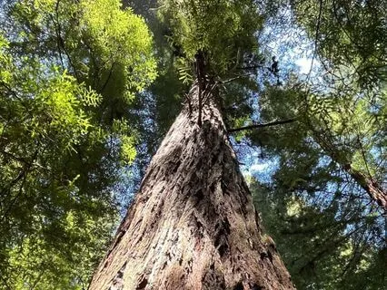 Autumn Meditation: Release