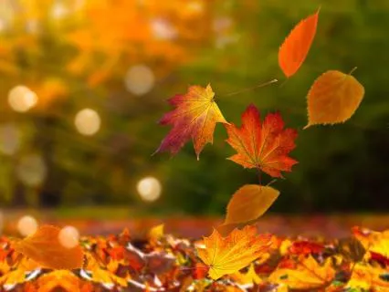 Autumn Meditation To Let Go & Make Space For New Beginnings