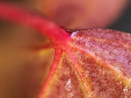 Inner Sunshine Activation • Shine Your Light