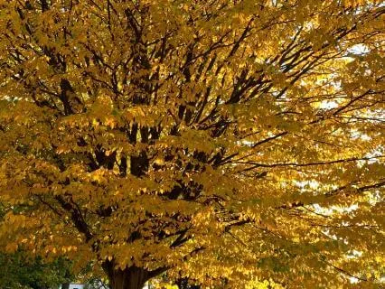 Autumn Morning Meditation (Fall): The Beauty Of Letting Go