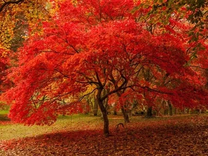 Autumn Nidra - Inviting In Spaciousness, Connecting With Our True Worth