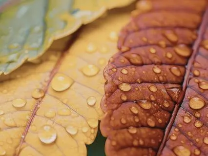 Autumn Rain for Sleep (8 Hour Version)