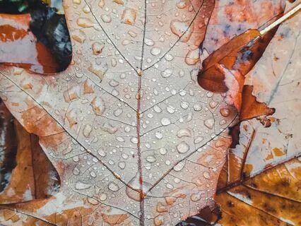 Autumn Rain