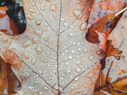 Autumn Rainfall For Reflection (Long)