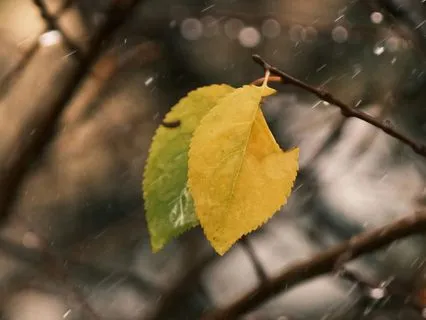 Autumn Rainfall For Reflection (Short)
