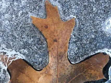 Autumn Release: A Fall Equinox Meditation