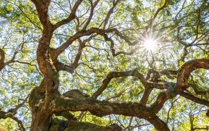 Autumn Rest: Inner Refuge Practice for Relaxation