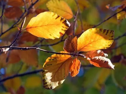 Autumn's Embrace – Healing Harp Music (432 Hz)