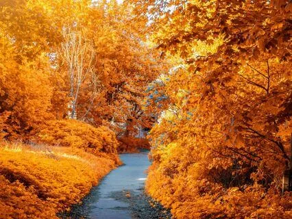 Autumn's Warm Embrace