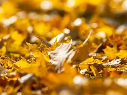 Nature Sounds: Autumn Stroll In England