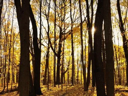 Autumn: The Season Of Letting Go