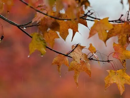 Autumn Thunderstorm Sounds For Sleeping & Relaxation