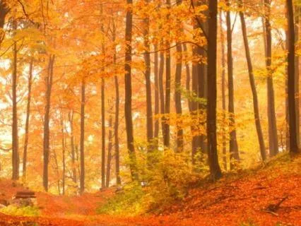 Autumn Visualisation - Shifting Down A Gear