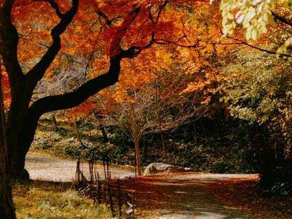 Autumn Visualization For Relaxation And Calm