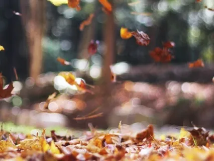 Autumn Walk: A Guided Meditation For Balance
