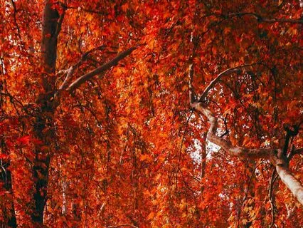 Autumn Walk In The Woods