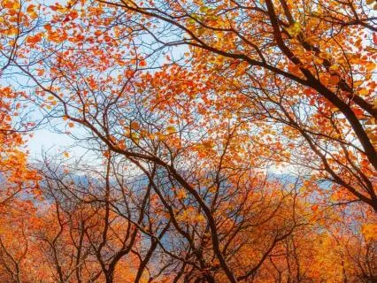 Autumn Walk Meditation