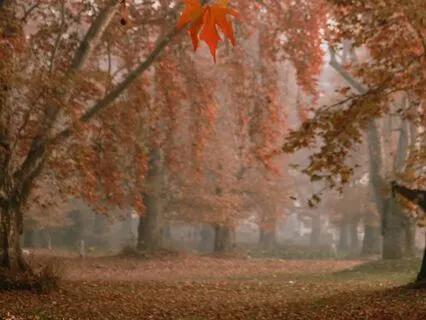 Autumn Walk To Release Attachments And Sleep