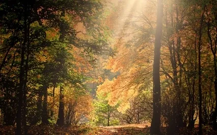 Autumn Walk To Sleep