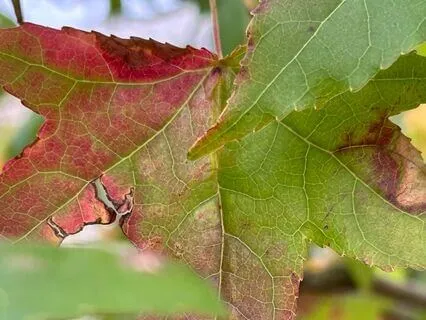 Autumn Whisper: Mindfulness Meditation To Reset And Restore