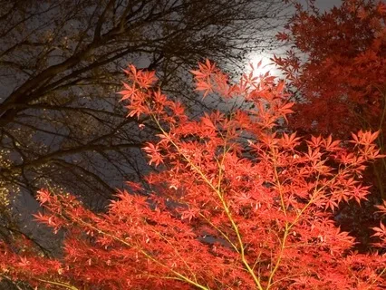 Autumn Whispers Sleep Meditation For Letting Go