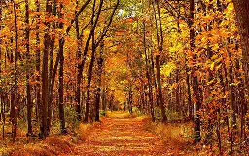 Autumn With A Friend