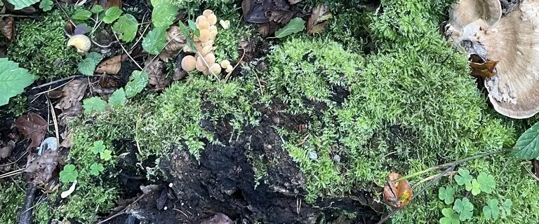 Autumn Yoga Nidra - Cozy By The Chimney