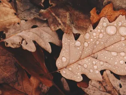 Autumn Yoga Nidra For Letting Go