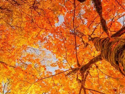 Autumn Yoga Nidra - Release