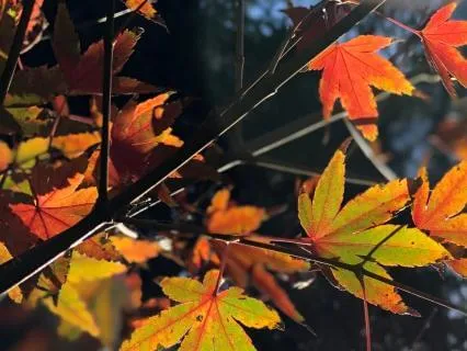 Autumn