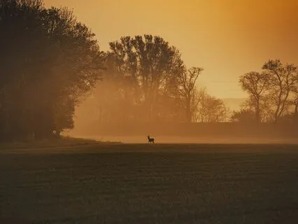 Autumnal Cozy Journey: A Tranquil Countryside Morning