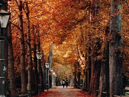 Autumnal Cozy Journey: The Library