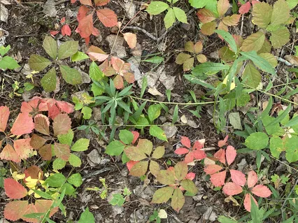 Autumnal Equinox: Somatic Movement & Sound