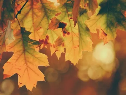 Autumnal Guided Visualisation