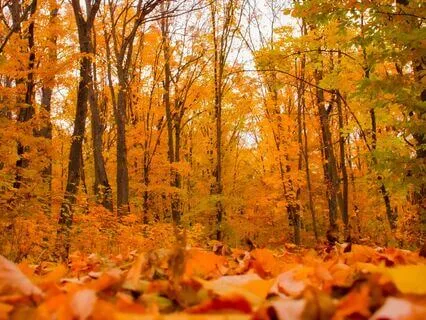 A Yoga Nidra To Realise Your Sankalpa