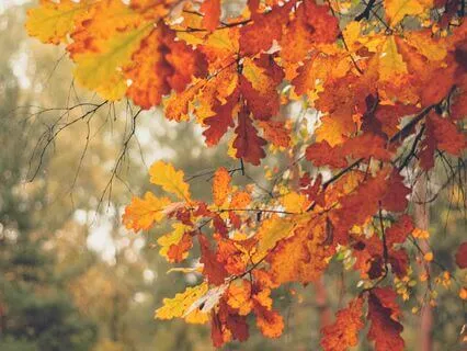 Autumnal Release (Seasons Series)