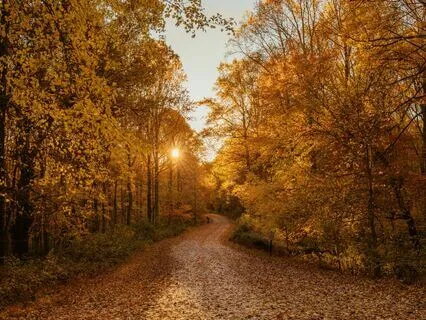 Autumnal Stroll Guided Visualisation