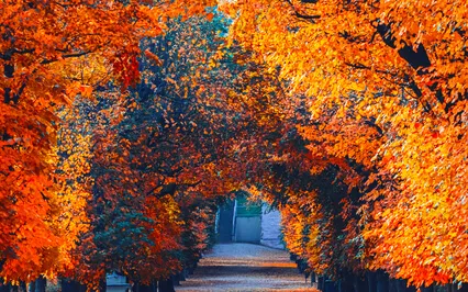 Autumn's Gentle Grace