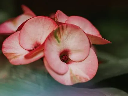 Avalon, Calma al corazón