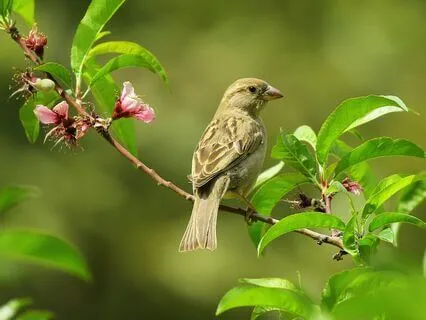 Ave Maria, Serenity For Mind & Soul, Soothing Jazz Piano